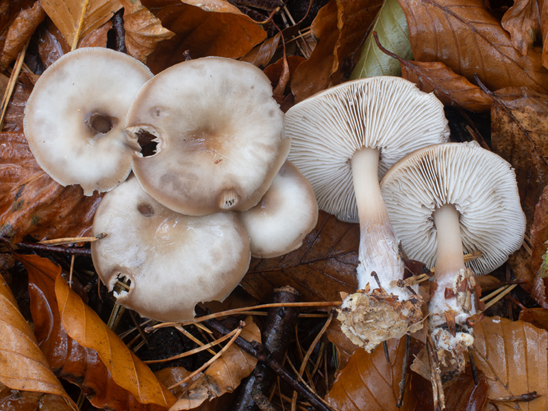 Rhodocollybia butyracea f. asema Rhodocollybia butyracea f. asema